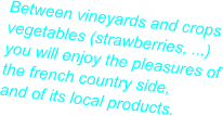 Between vineyards and crops vegetables (strawberries, ...) you will enjoy the pleasures of the french country side, and of its local products.