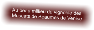 Au beau millieu du vignoble des  Muscats de Beaumes de Venise